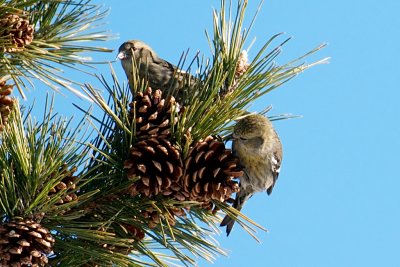 14-Jan-09 White-Winged Crossbill.jpg