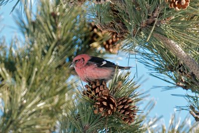 14-Jan-09 White-Winged Crossbill.jpg