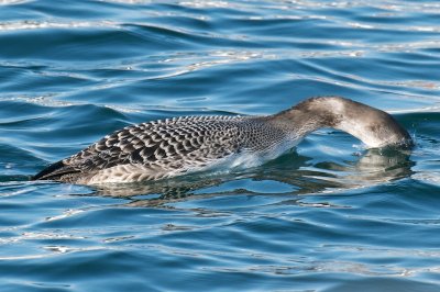 Common Loon diving, Gloucester, MA.jpg
