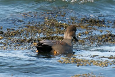 Gadwall with bright orange legs, Eastern Point, Gloucester.jpg