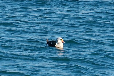 King Eider, Atlantic Road near Bass Rocks.jpg