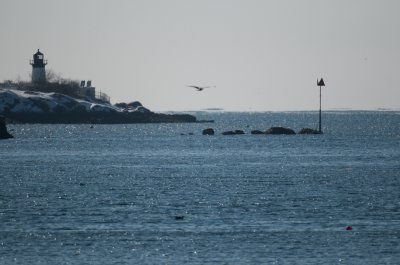 Back at the fish pier - hey, there's the ivory gull!.jpg