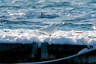 Ivory Gull, Gloucester, MA.jpg