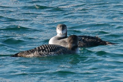 Common Loons, Gloucester, MA.jpg