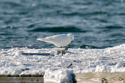 Ivory Gull, Gloucester, MA.jpg