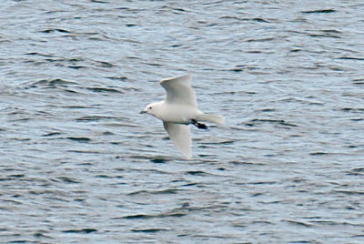 Ivory Gull in flight, Gloucester, MA.jpg