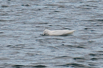 g1/98/850098/3/108423830.1ME9OM9W.jpg