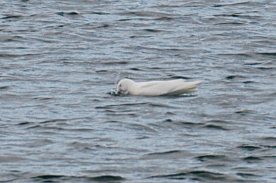 Ivory Gull splashing, Gloucester, MA.jpg