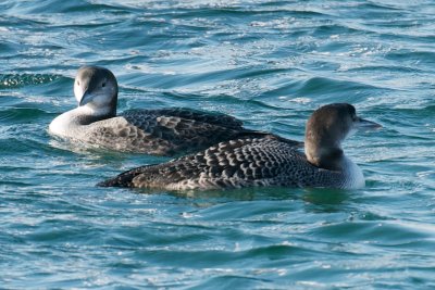 Common Loons, Gloucester, MA.jpg