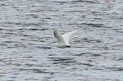 Ivory Gull in flight, Gloucester, MA.jpg