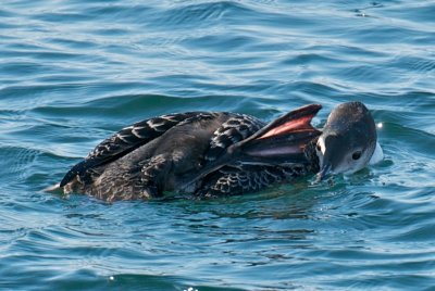 Common Loon preening, Gloucester, MA.jpg