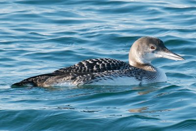 Common Loon, Gloucester, MA.jpg