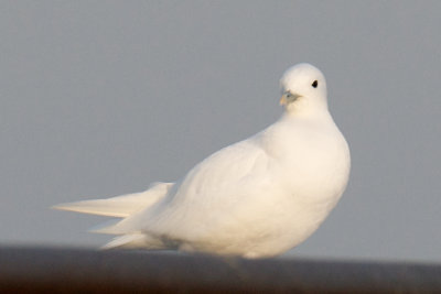 Plymouth Ivory Gull.jpg