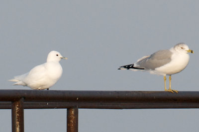 Plymouth Ivory Gull with Ring-Billed Gull.jpg