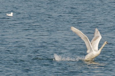 The whitest bird around - Plymouth Ivory Gull with Mute Swan.jpg