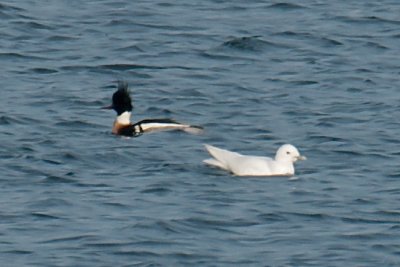 Plymouth Ivory Gull with Red-Breasted Merganser.jpg