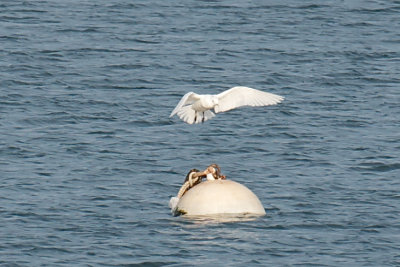 Plymouth Ivory Gull in harbor.jpg