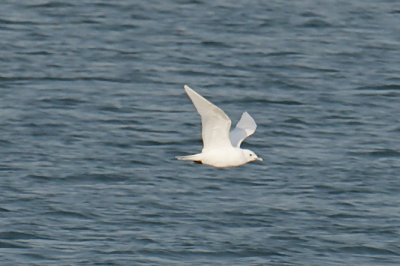 Plymouth Ivory Gull in harbor.jpg