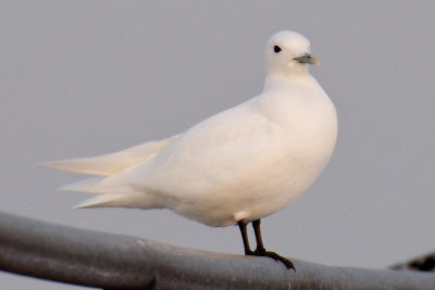 Plymouth Ivory Gull.jpg