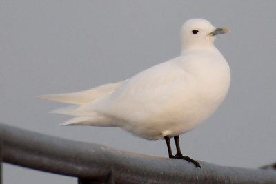 Plymouth Ivory Gull.jpg