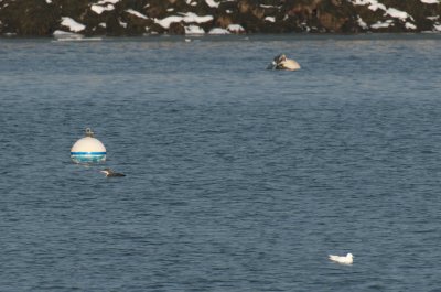 Plymouth Ivory Gull with Common Loon.jpg