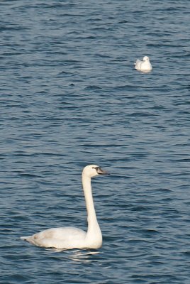 The whitest bird around - Plymouth Ivory Gull with Mute Swan.jpg