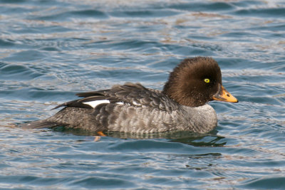 Barrow's Goldeneye.jpg