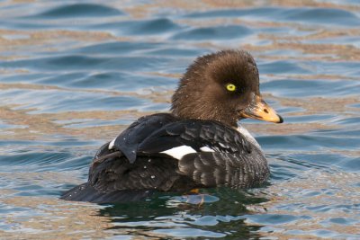 Barrow's Goldeneye.jpg