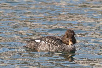 Barrow's Goldeneye.jpg