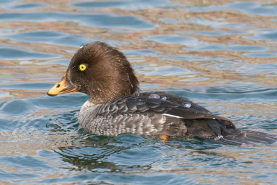 Barrow's Goldeneye.jpg