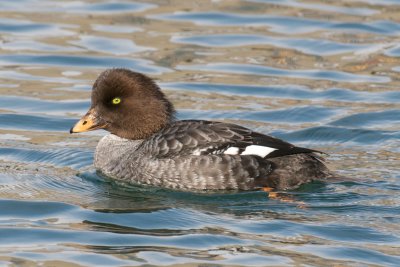 Barrow's Goldeneye.jpg