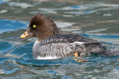 Barrow's Goldeneye.jpg