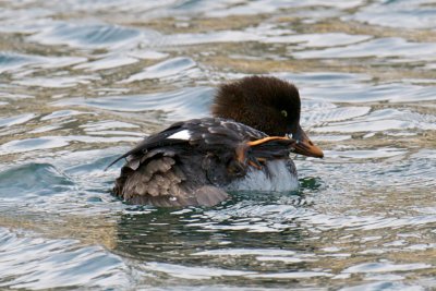 Barrow's Goldeneye preening.jpg