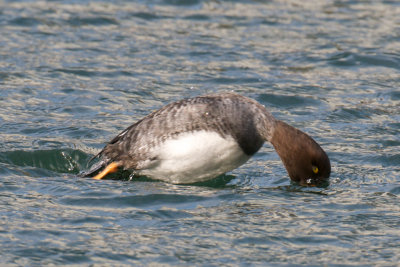 Barrow's Goldeneye diving.jpg