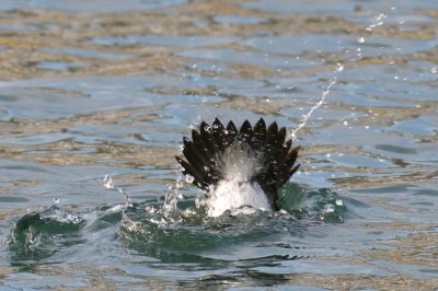 Barrow's Goldeneye diving.jpg