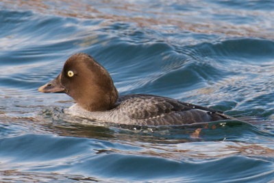 Common Goldeneye.jpg