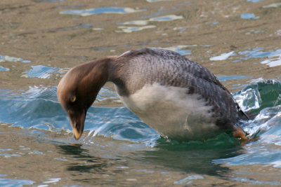 Common Goldeneye diving.jpg