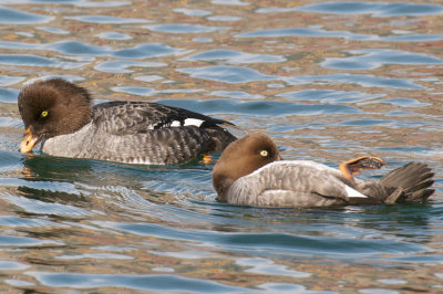 Pair Common and Barrow's Goldeneyes.jpg