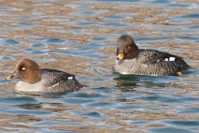 Pair Common and Barrow's Goldeneyes.jpg