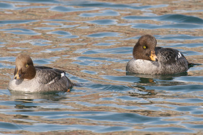 Pair Common and Barrow's Goldeneyes.jpg