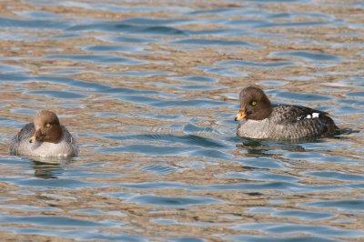 Pair Common and Barrow's Goldeneyes.jpg