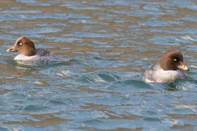Pair Common and Barrow's Goldeneyes.jpg