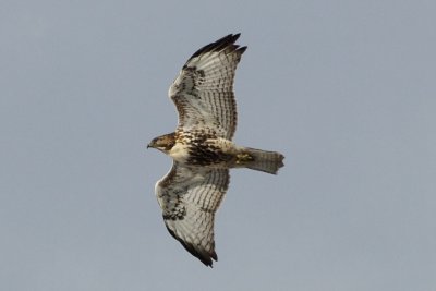 Young Red-Tailed Hawk over the marshes, Essex, MA.jpg