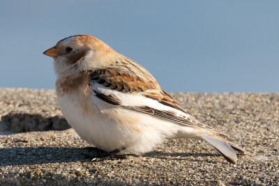 Snow Bunting, Conomo Point, Essex, MA.jpg