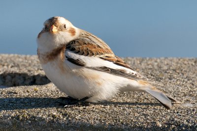 Snow Bunting, Conomo Point, Essex, MA.jpg