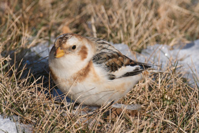Snow Bunting, Conomo Point, Essex, MA.jpg