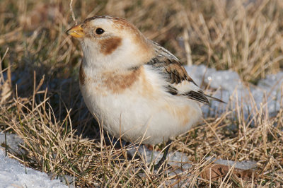 Snow Bunting, Conomo Point, Essex, MA.jpg