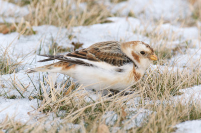Snow Bunting, Conomo Point, Essex, MA.jpg