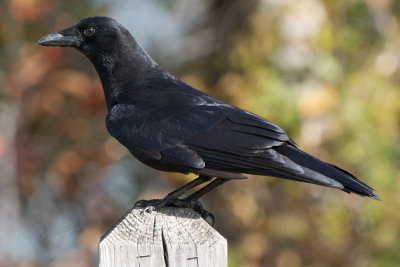 American Crow, Rochester, NY.jpg