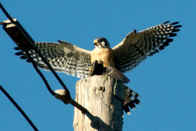 American Kestrel with prey, Cypremort, LA.jpg